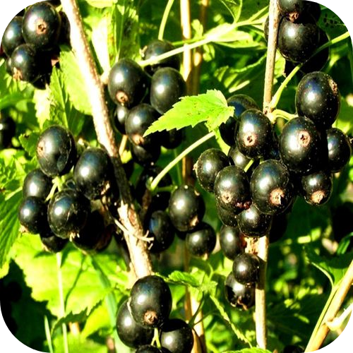 Смородина черная "Ажурная" Смородина черная "Ажурная"